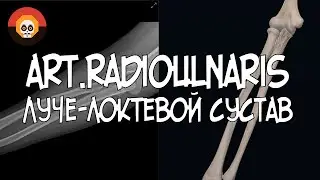 Лучелоктевой сустав (аrt.radioulnaris) + РЕНТГЕН 3D Анатомия