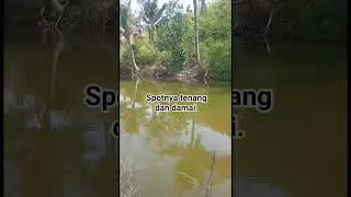 spot penghuninya nila babon bolo #mancing #mamcingliar #fishing #pecandumancing #spotnilaliar