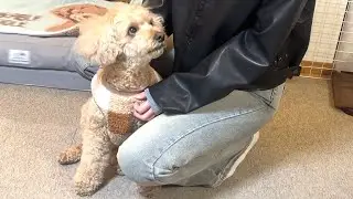 年末年始に家族が揃って幸せすぎる大きいトイプードル【デカプー】【トイプードルのロアくん】【toy poodle】