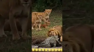 Scariest battle in the animal kingdom 🦁 vs. 🐊 #wildlife #lionfight #lionhearted #alligator