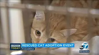 Adoption event held for 54 cats removed from unsanitary Pasadena home I ABC7