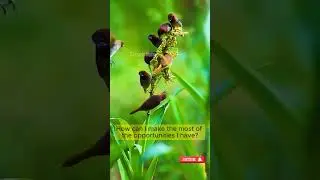 many birds flying  #nature  #travel #shorts #shortvideo #naturepositive