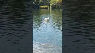 Majestic white swan #nature #whiteswans