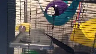 RSK Cage Tour #1 (Old upload my first cage tour)