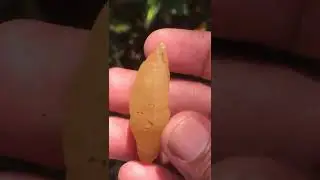 yellow sapphire crystal from Sri Lanka unheated & untreated