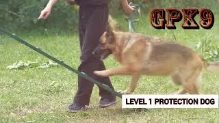 Level 1 Protection Dog Training &ndash; Build Confidence and Security