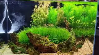 AquaZen 24 Gallon Showtank Featuring Chihiros
