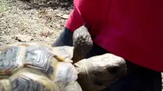 Evil Kneival - The Crazy Russian Tortoise