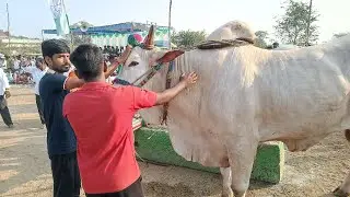 కోడేరు సీనియర్ విభాగం బండలాగుడు పోటీలు 12వ జత K రామాంజనేయులు