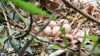 Primitive Survival finding Bird Eggs to Cook | Solo Camping (EP3)