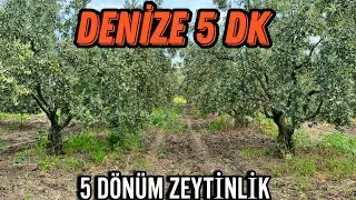 (281) DENİZE 5DK MESAFDE ZEYTİNLİK ÇİFTEÇEŞMELER/GÖNEN
