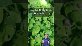 D&ugrave;ng bia để bẫy ốc s&ecirc;n ăn l&aacute; hiệu quả lắm nha b&agrave; con #mẹohay #nongnghiep #new