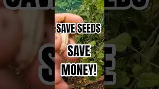Save your seeds to save money! #gardening #shorts #growyourown #seeds