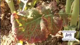 Turnip Yellows Virus (TuYV) - Threats and Solutions