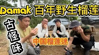 Damak 野生在大路边的百年老榴莲树，百年红花老榴莲树，百年Kampong 老榴莲树！来自中国的旅友惊喜品尝！