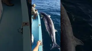 Sixgill Shark Caught Beside the Boat🦈😱 #SixgillShark #MonsterCatch