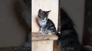 save the little babies #catshorts #shorts #streetcats #streetcatrescue