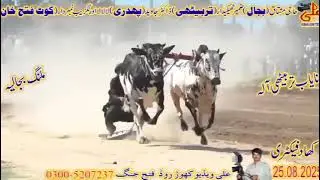 Jalsa |Khad factory |Haripur |NO 1|Sawar|Umair
