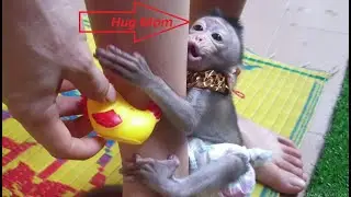 OMG_ A beautiful Lori Baby Monkey Crying Hug Mom go out  | Lori Love Mommy so much