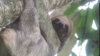 Sloth Tour