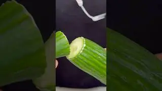 Strange cucumber knowledge from @whatthepato