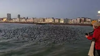 Starlings murmuration at Brighton Pier - 10th Dec 2025