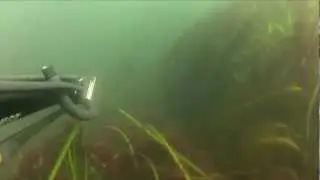 Barview Jetty Spearing