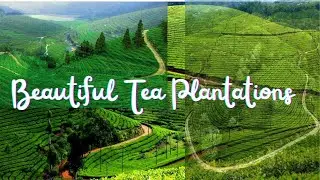 Green Tea Estates of Munnar | Kerala Tourism | Munnar Kerala