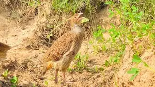 The partridge calls loudly over the green grass. The famous partridge call