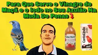 PARA QUE SERVE O CANTO LINDO IODO E O VINAGRE DE MAÇÃ NO MEU AZULÃO❓ \ MUDA DE PENAS DO AZULÃO
