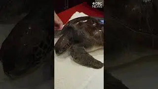 Young green sea turtle found in Nova Scotia waters is rescued, sent home