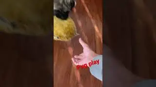 Teaching pug get his toy #pug #dog #learningdoggytricks #pugvideos