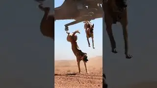 Elite K9 Special Ops  Belgian Malinois Execute High-Altitude Jump from Black Hawk #movie