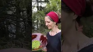 Foraging fir and spruce tips and dehydrating them for tea 🌲| Keep Growing Plants