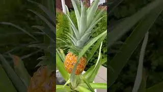 WOW🤩 I grew a pineapple #pineappletree #plant #pineapple
