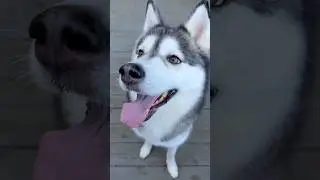 The Obedient Husky? Yes, It Exists #husky #dog #huskylife #puppy #cute #doglove #pets #siberianhusky