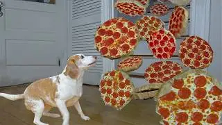Dog Gets Pizza Surprise of a Lifetime!