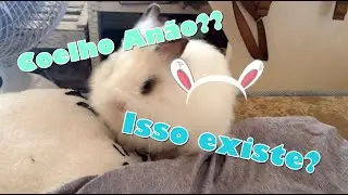 ~ MINI COELHO X COELHO AN&Atilde;O. TEM DIFEREN&Ccedil;A?