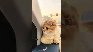 Cute 🥰 cat 🐈 sitting on the car 🚗 dashboard watching traffic #shorts #funnycats #cat