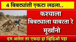 चार बिबट्यांनी अचानक हल्ला केला&hellip; पुढे जे झालं ते थरकाप उडवणारं! ||leopard|bibtya Maharashtra