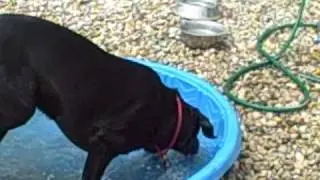 Casey in the Pool at Canine Corners