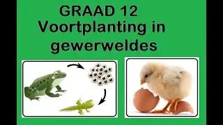 Lewenswetenskappe GR12 Voortplanting in gewerweldes