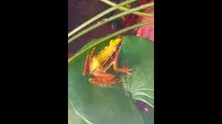 タイペイアカガエル Taipei Frog その1 #台北市立動物園 #taipeizoo #アカガエル #grassfrog #カエル #frog #両生類 #amphibian