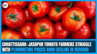 Chhattisgarh: Jashpur tomato farmers struggle with plummeting prices amid decline in demand