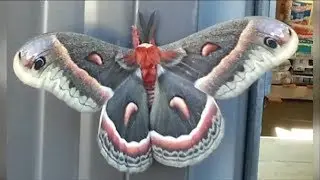 Giant Silk Moth Hyalophora cecropia Largest in North America
