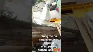 Very loving and responsible ate.She took care of the chix while the mom can roam around