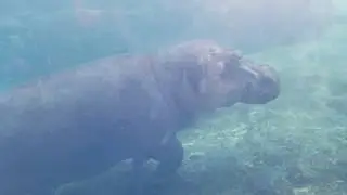Fiona baby hippo swimming #teamfiona