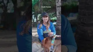Why Dogs Need Protein to Thrive | Good Dog
