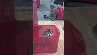#cats #mycatisweird