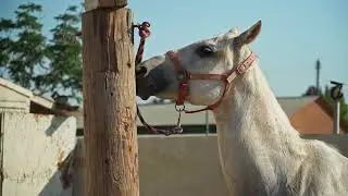 [PointFOOTAGE] Animals - Horse white head with red bridle near post - CU - 8625204